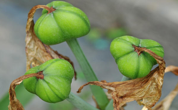 THE SEED PODS