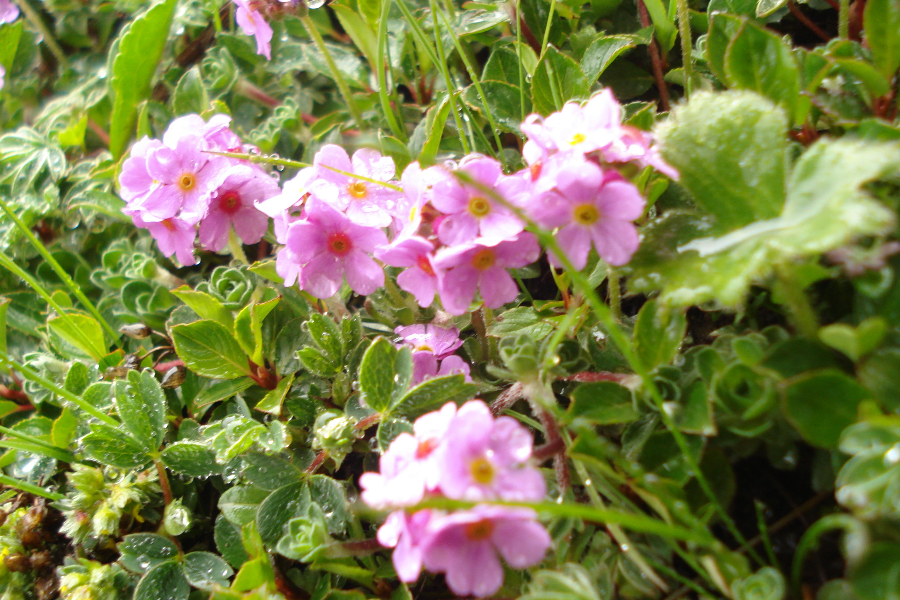WILD FAUNA GROWING IN THE MOUNTAIN SLOPES OF DHAULADHAR,CHAMBA