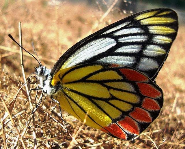BEAUTIFUL BUTTERFLY, SHOWING BEAUTY OF NATURE