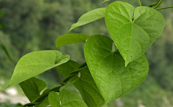 TINOSPORA CORDIFOLIA (COMMON KNOWN AS GILOE) SPECIES