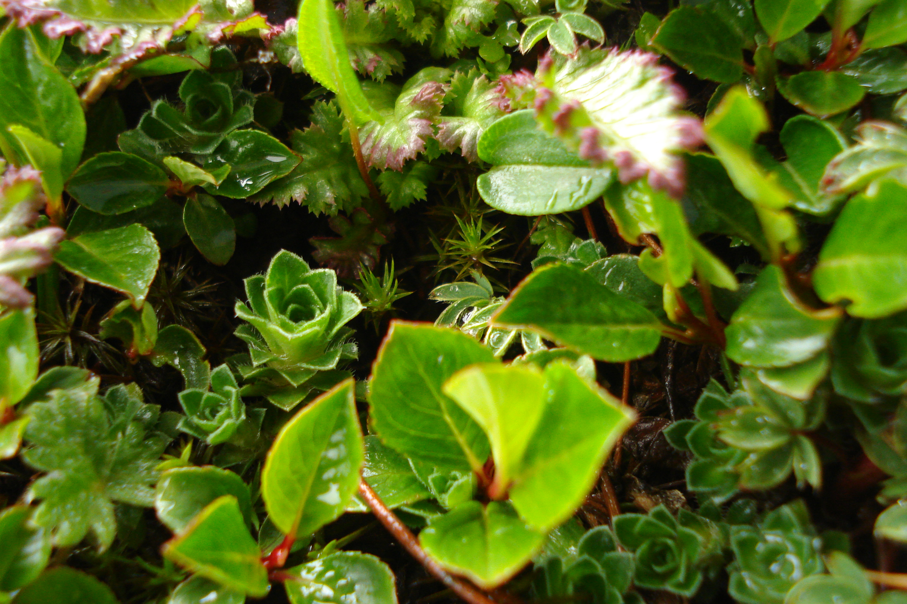 WILD FAUNA GROWING IN THE MOUNTAIN SLOPES OF DHAULADHAR,CHAMBA