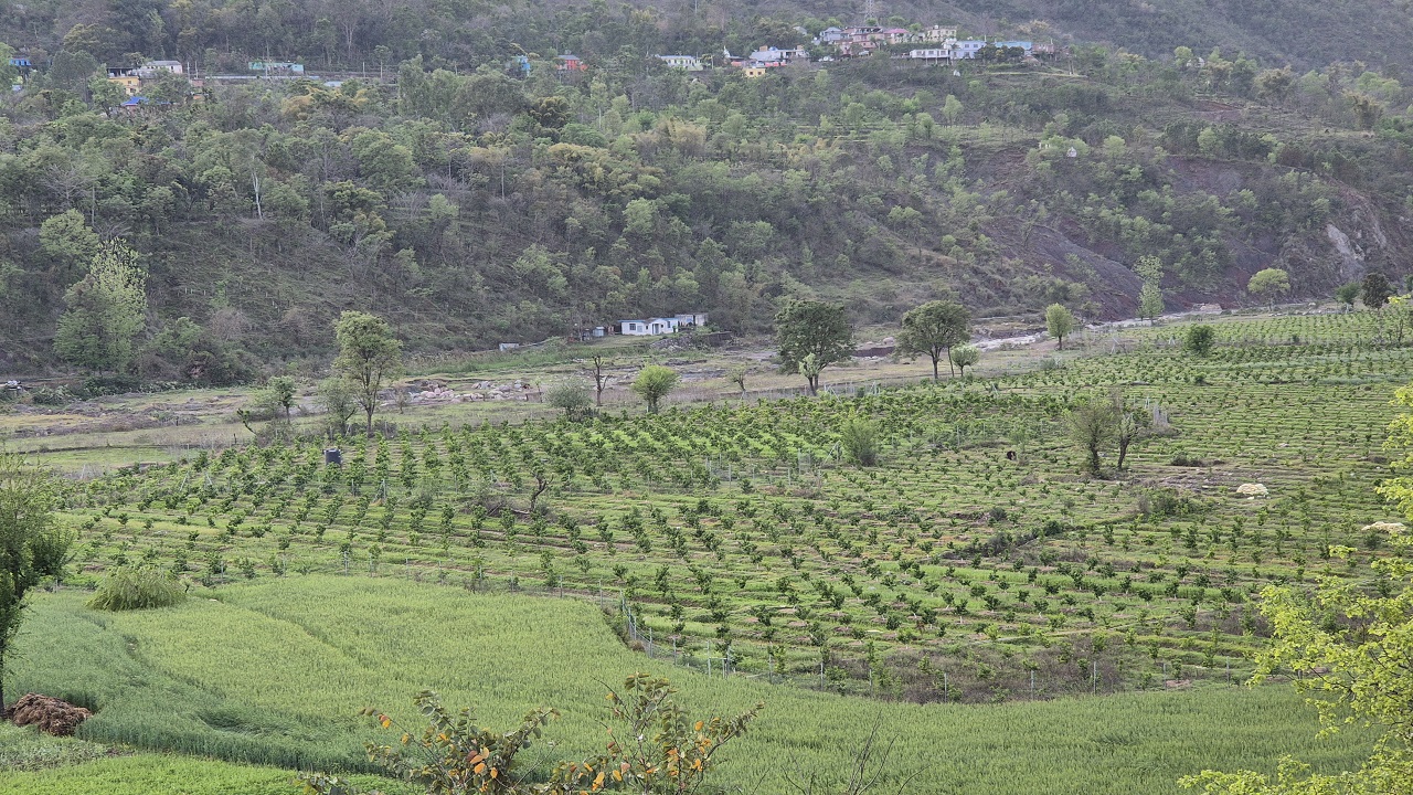 Mosambi plants in the Karot Valley of Bilaspur