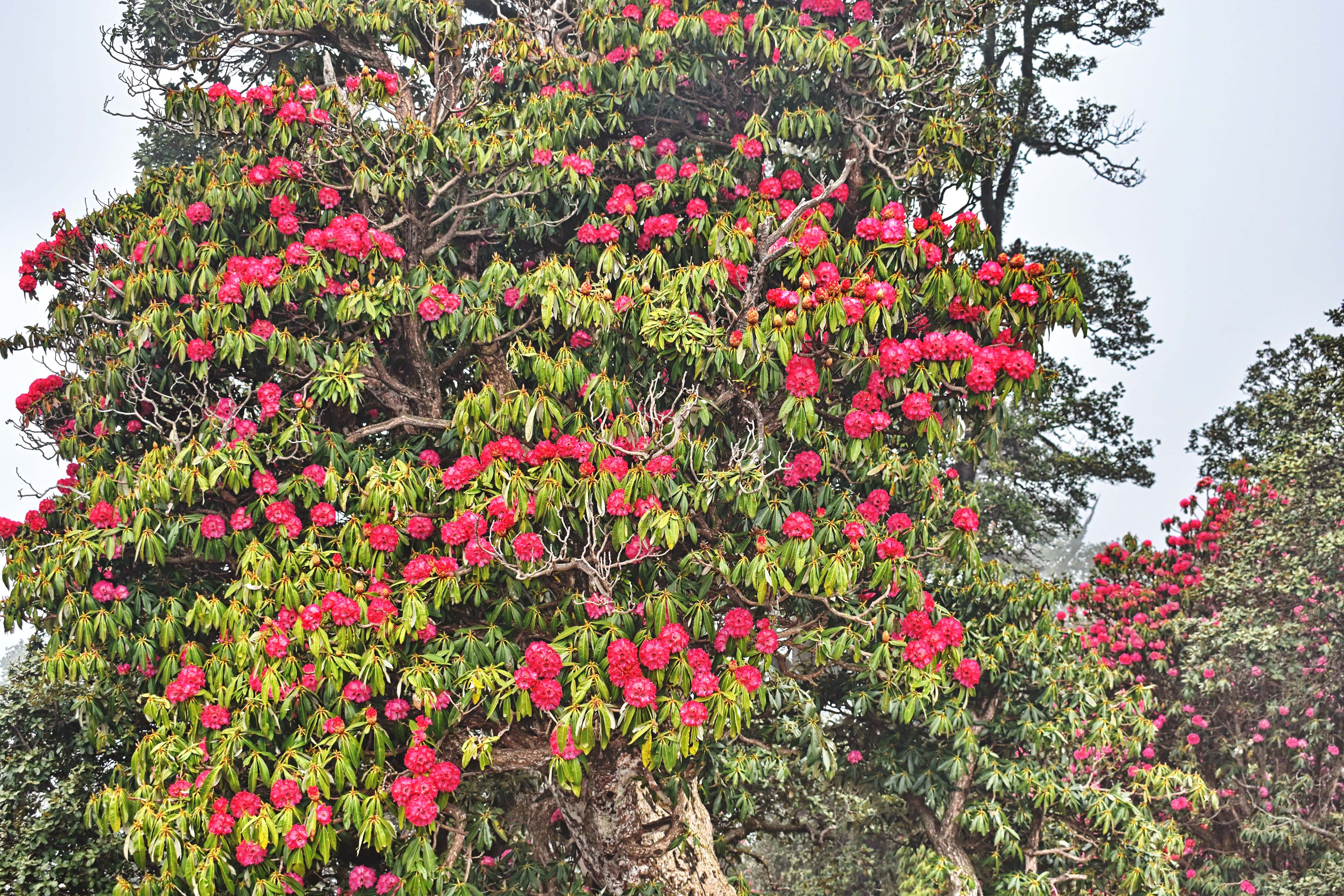 RHODODENDRON