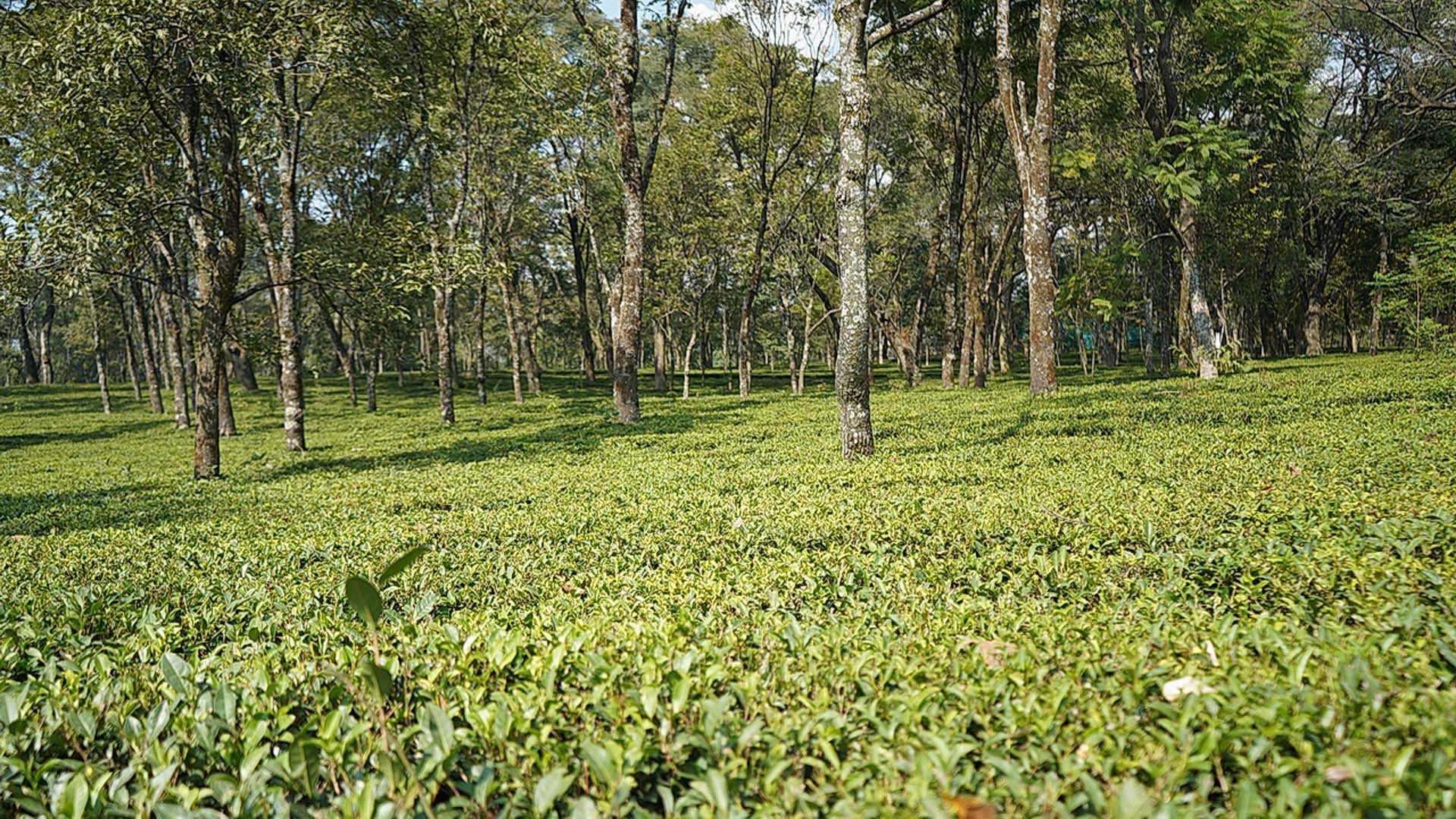 TEA GARDENS, PALAMPUR