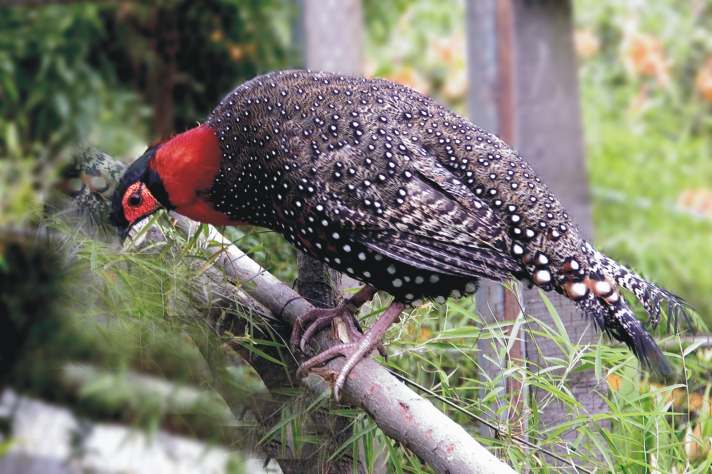 STATE BIRD- WESTERN TRAGOPAN
