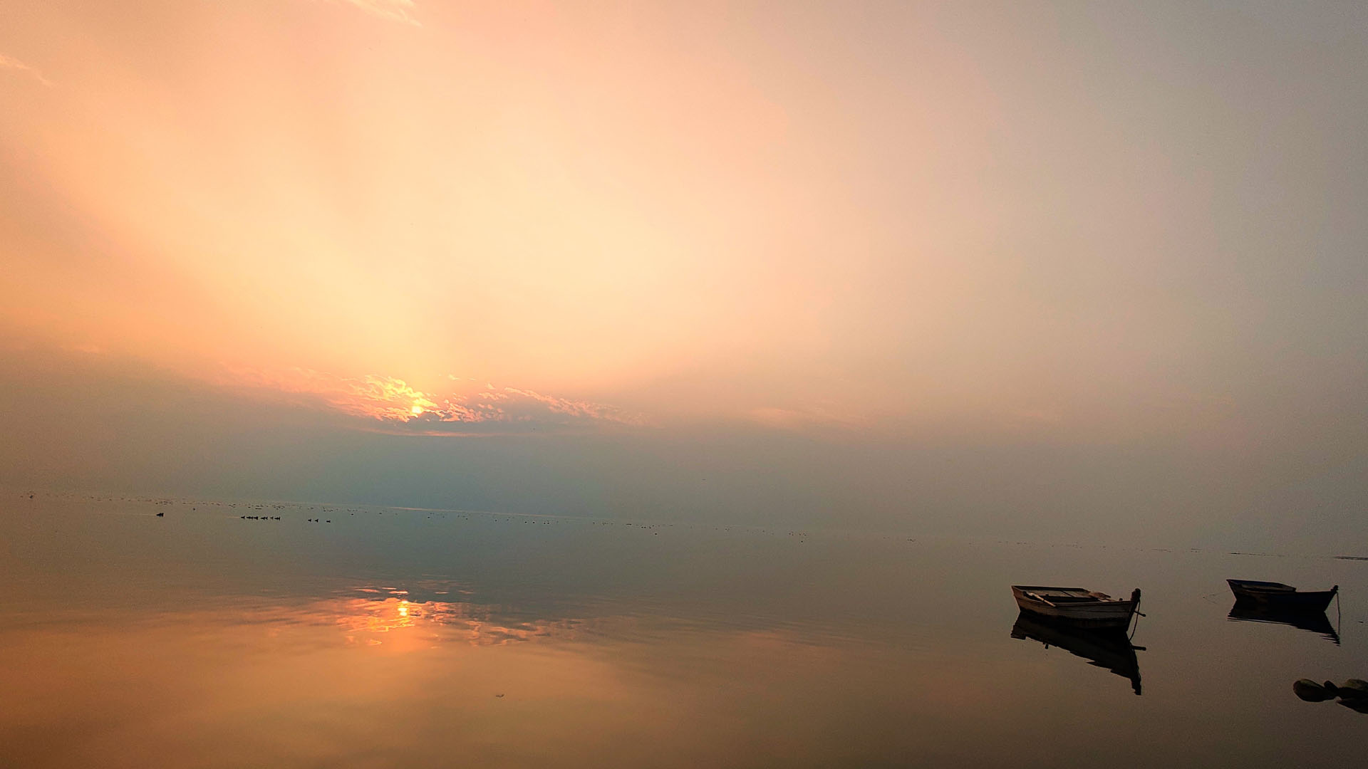 An evening at Pong Dam Bird Sanctuary