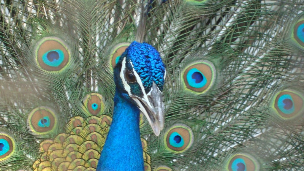 NATIONAL BIRD IN DHAULADHAR NATURE PARK, KANGRA
