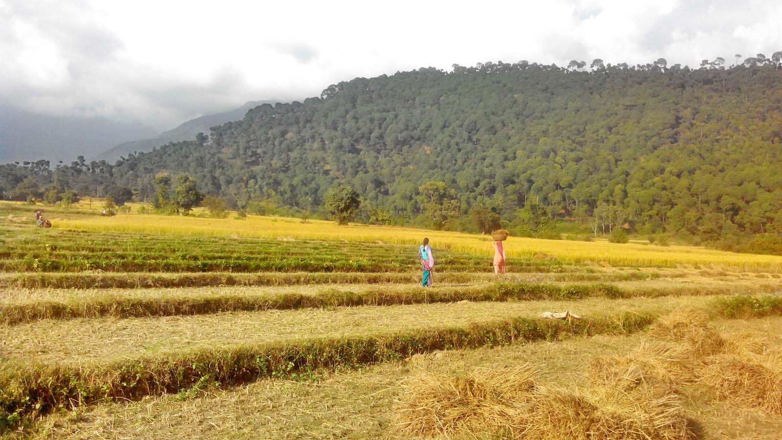HARVESTING OF PADDY CROP IN KANGRA VALLEY