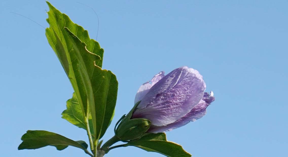 A FLOWER'S CLOSE VIEW